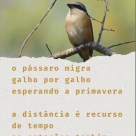 Imagem padrão